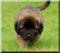 leonberger 086.jpg